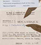 Antherotoma senegambiensis var. senegambiensis