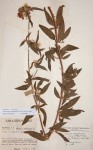 Antherotoma senegambiensis var. senegambiensis