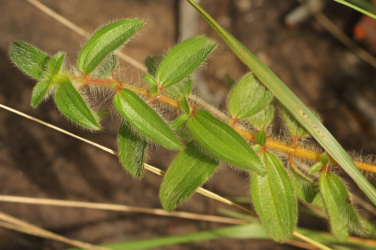Antherotoma senegambiensis var. senegambiensis