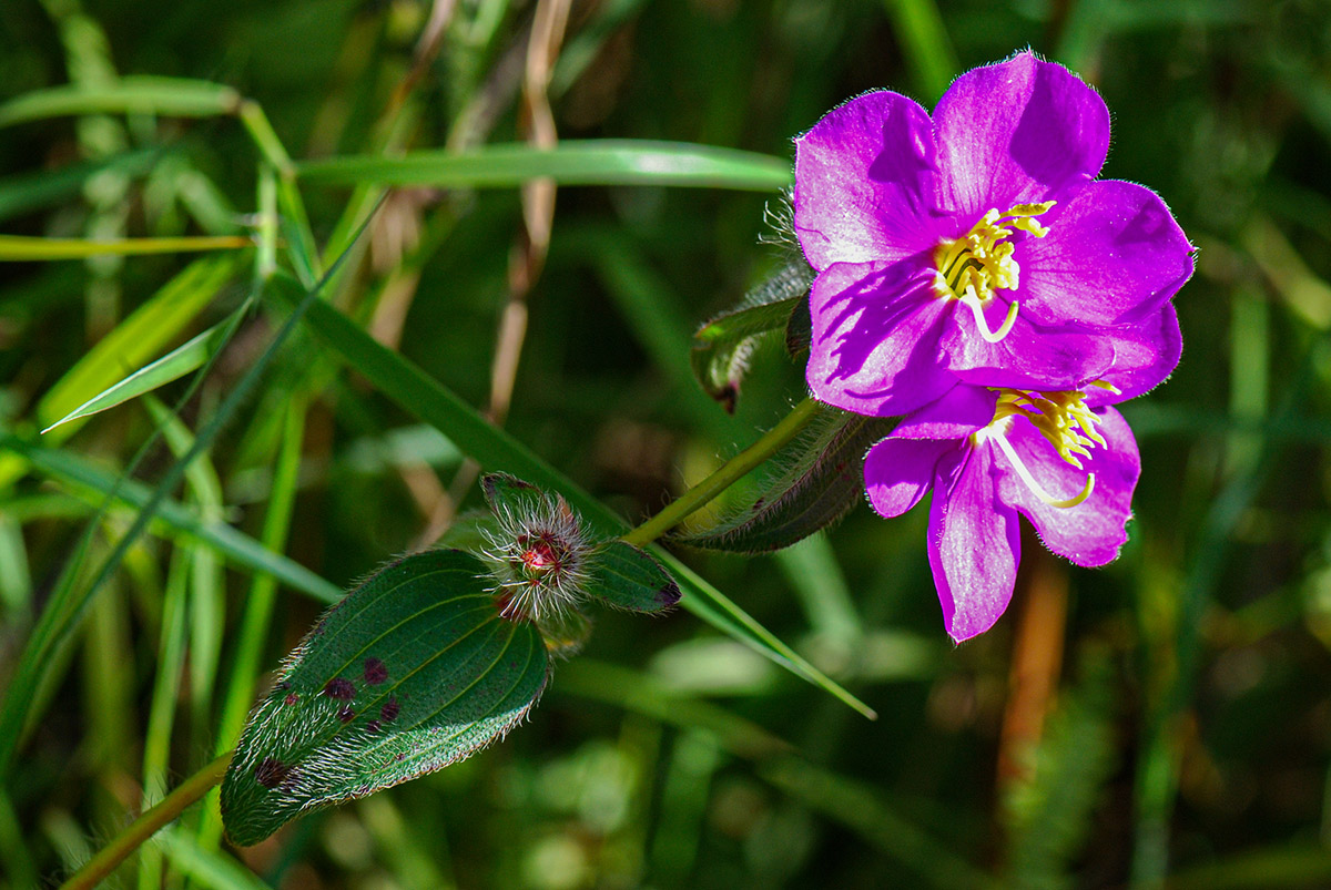 Antherotoma senegambiensis var. senegambiensis