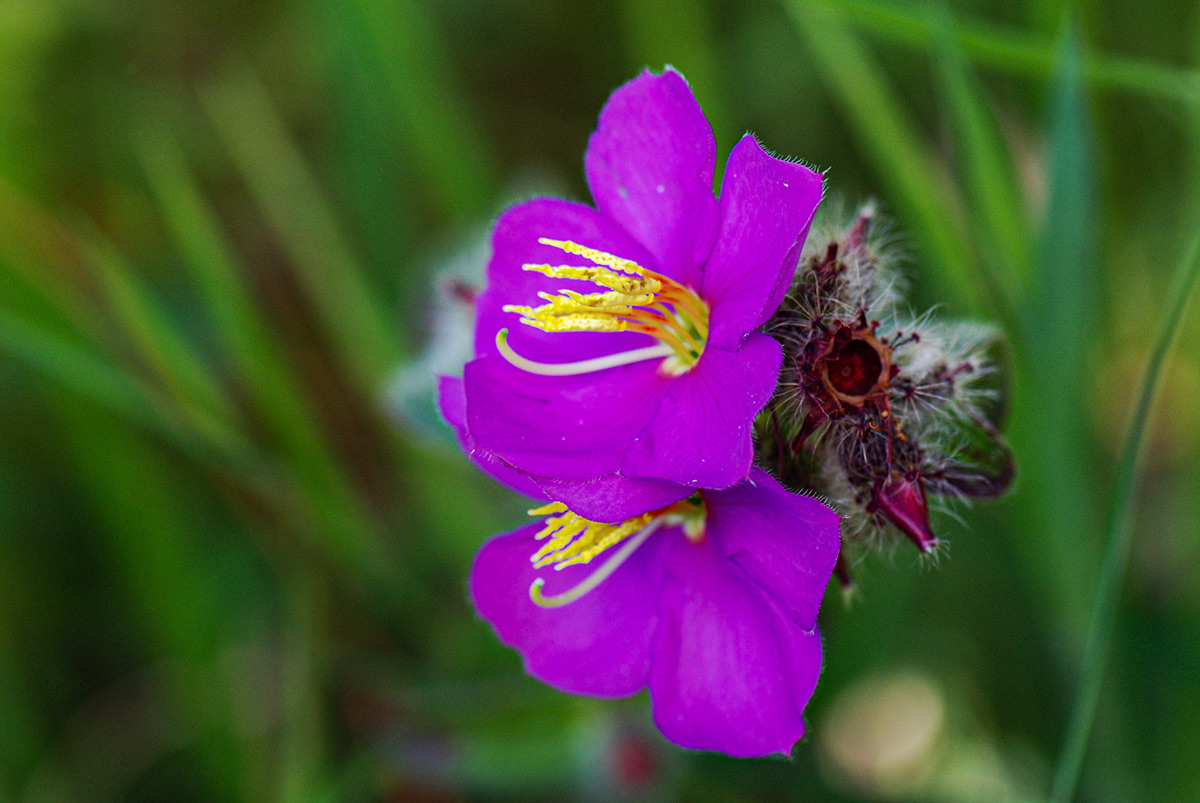 Antherotoma senegambiensis var. senegambiensis