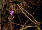 Antherotoma senegambiensis var. senegambiensis