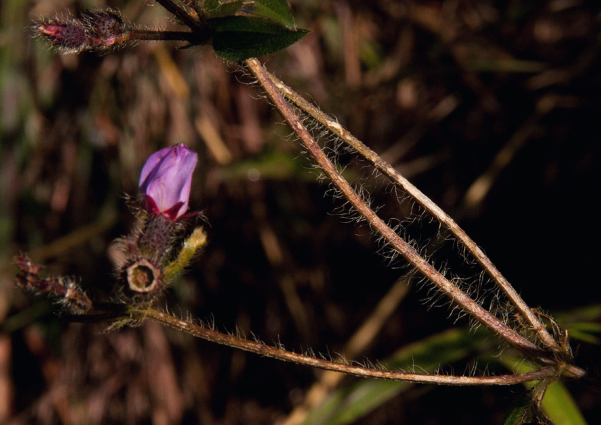 Antherotoma senegambiensis var. senegambiensis