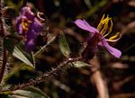 Antherotoma senegambiensis var. senegambiensis