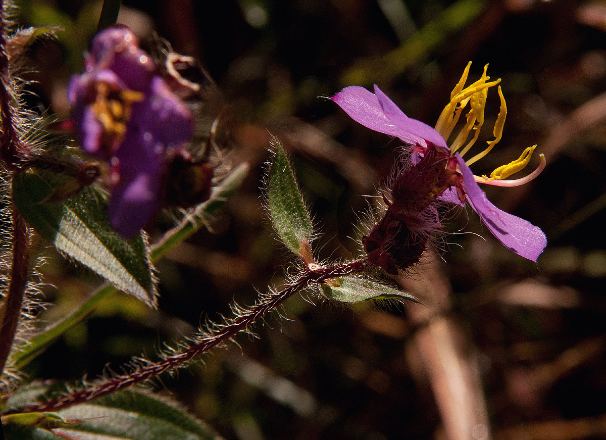 Antherotoma senegambiensis var. senegambiensis
