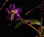 Antherotoma senegambiensis var. senegambiensis
