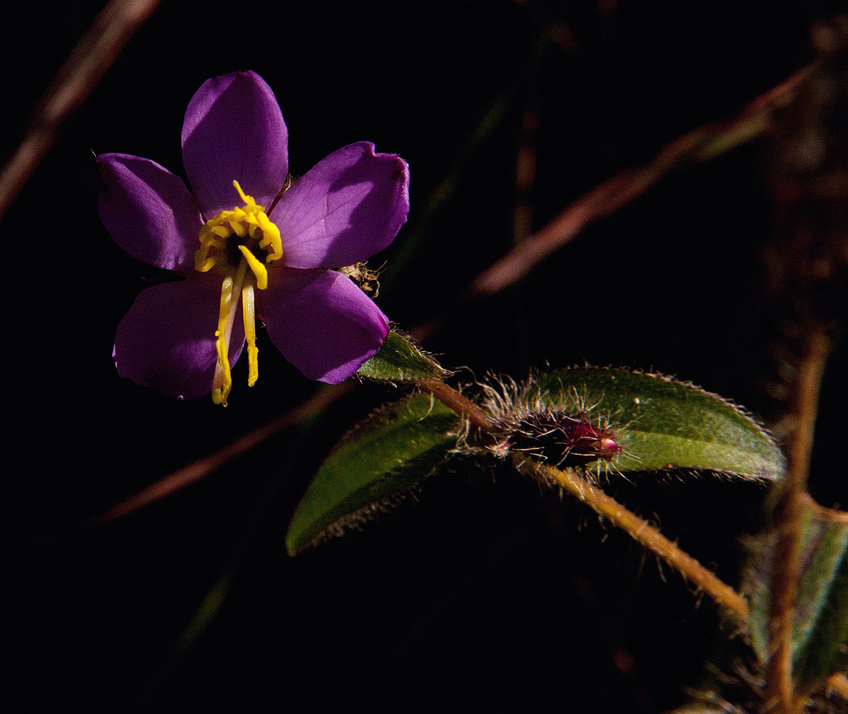Antherotoma senegambiensis var. senegambiensis