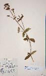 Antherotoma senegambiensis var. senegambiensis