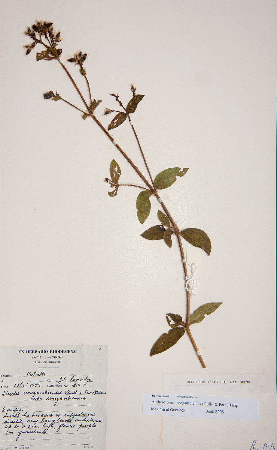 Antherotoma senegambiensis var. senegambiensis