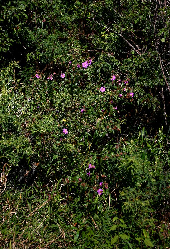 Antherotoma senegambiensis var. senegambiensis