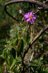 Antherotoma senegambiensis var. senegambiensis