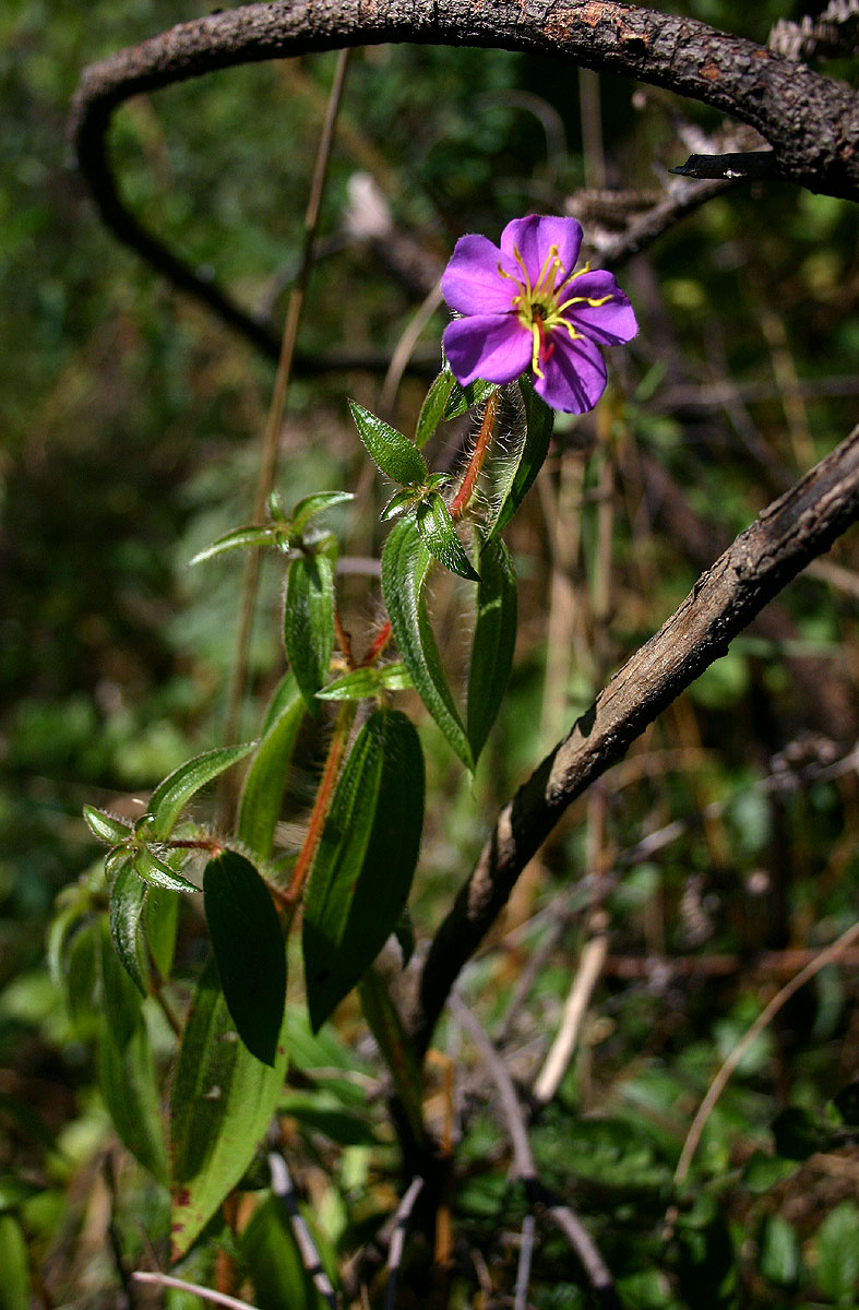 Antherotoma senegambiensis var. senegambiensis