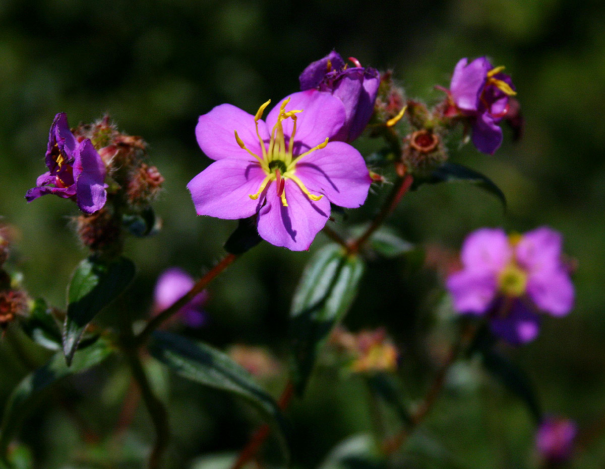 Antherotoma senegambiensis var. senegambiensis