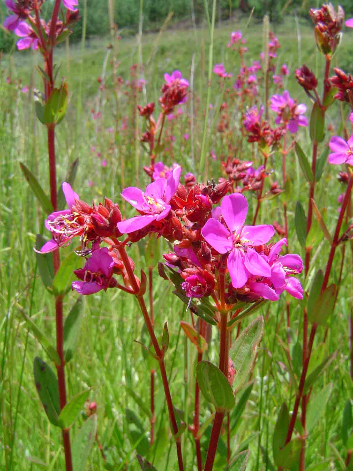 Heterotis canescens