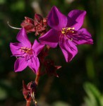Heterotis canescens