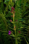 Heterotis canescens