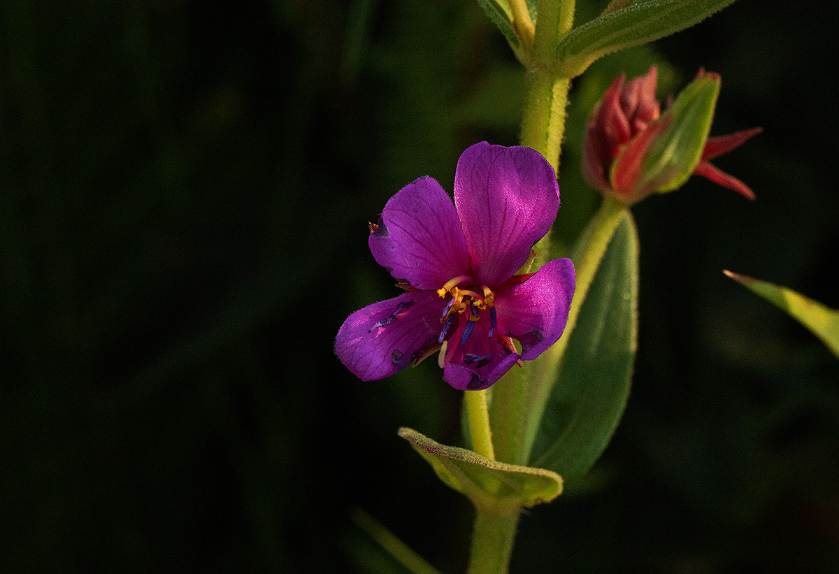Heterotis canescens