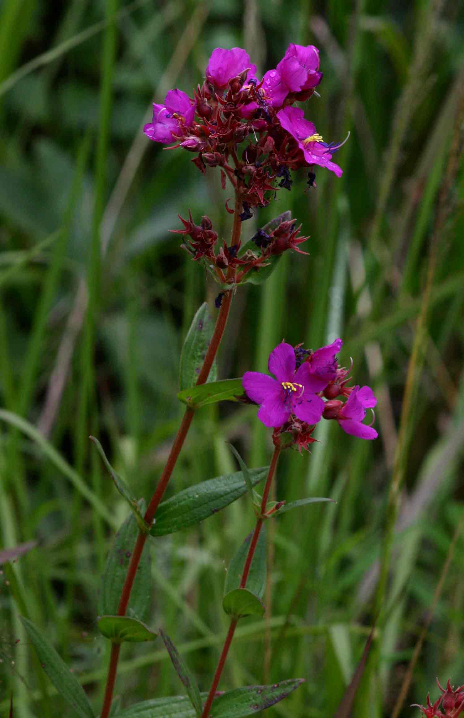 Heterotis canescens