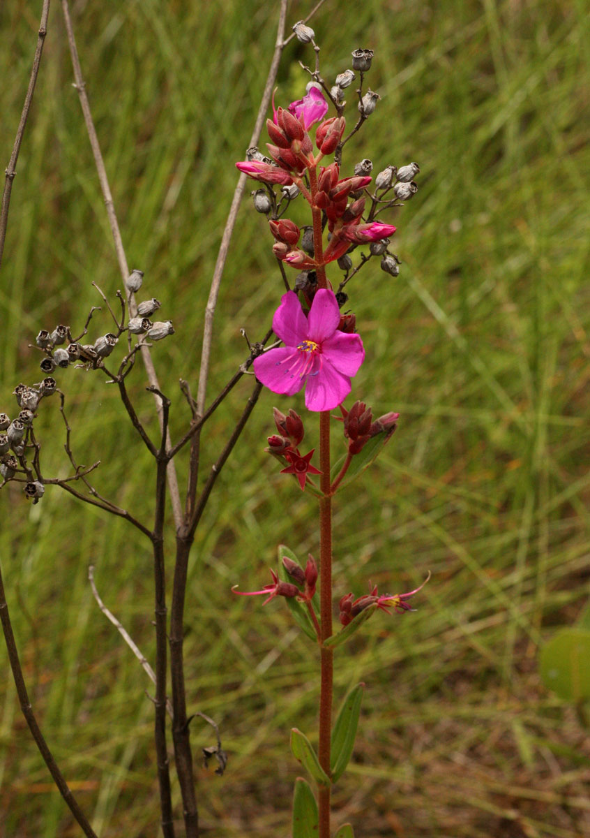 Heterotis canescens