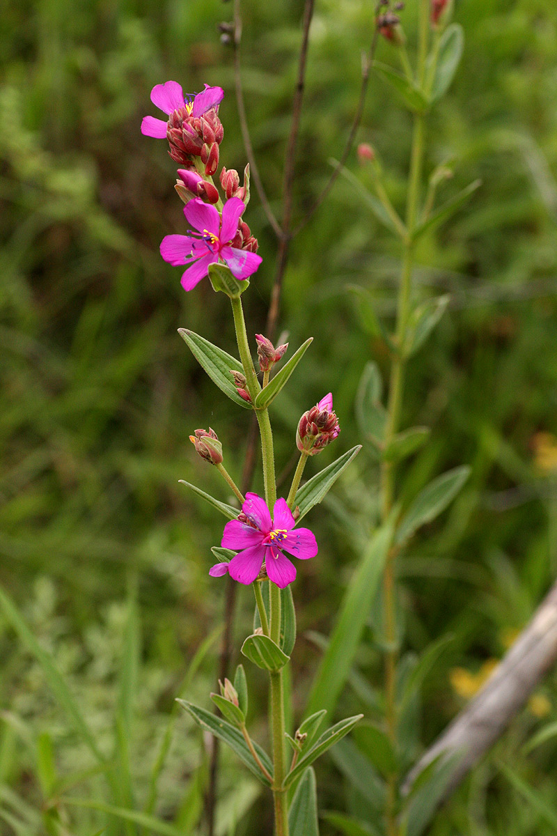 Heterotis canescens
