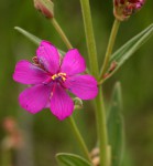 Heterotis canescens