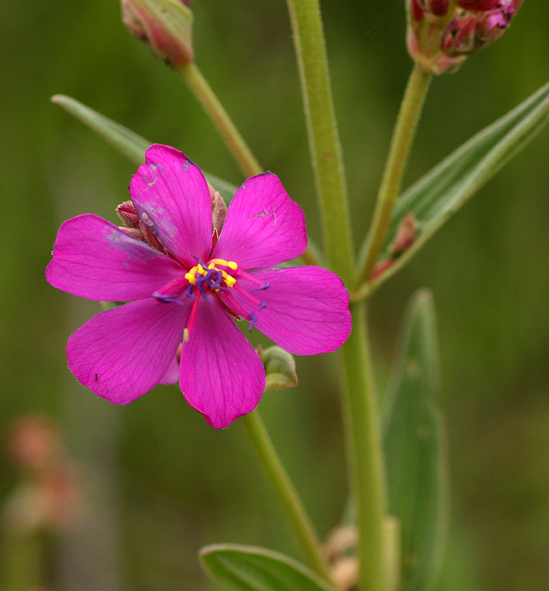 Heterotis canescens