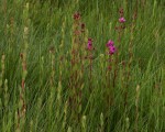 Heterotis canescens