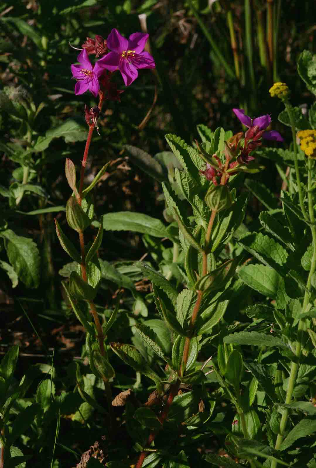 Heterotis canescens