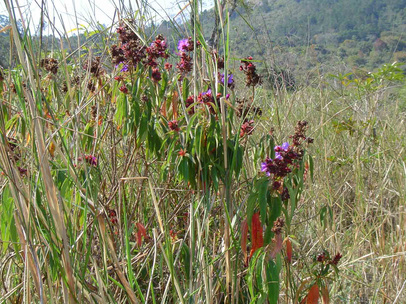 Dissotis princeps var. princeps