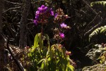 Dissotis princeps var. candolleana