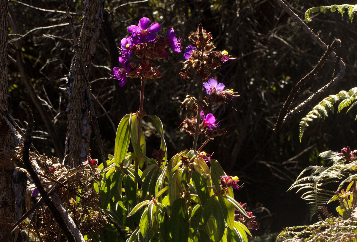 Dissotis princeps var. candolleana