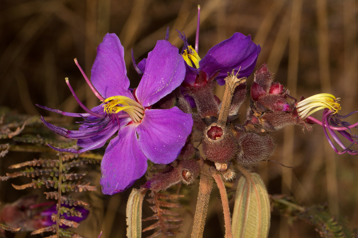 Dissotis princeps var. candolleana
