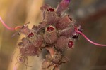 Dissotis princeps var. candolleana