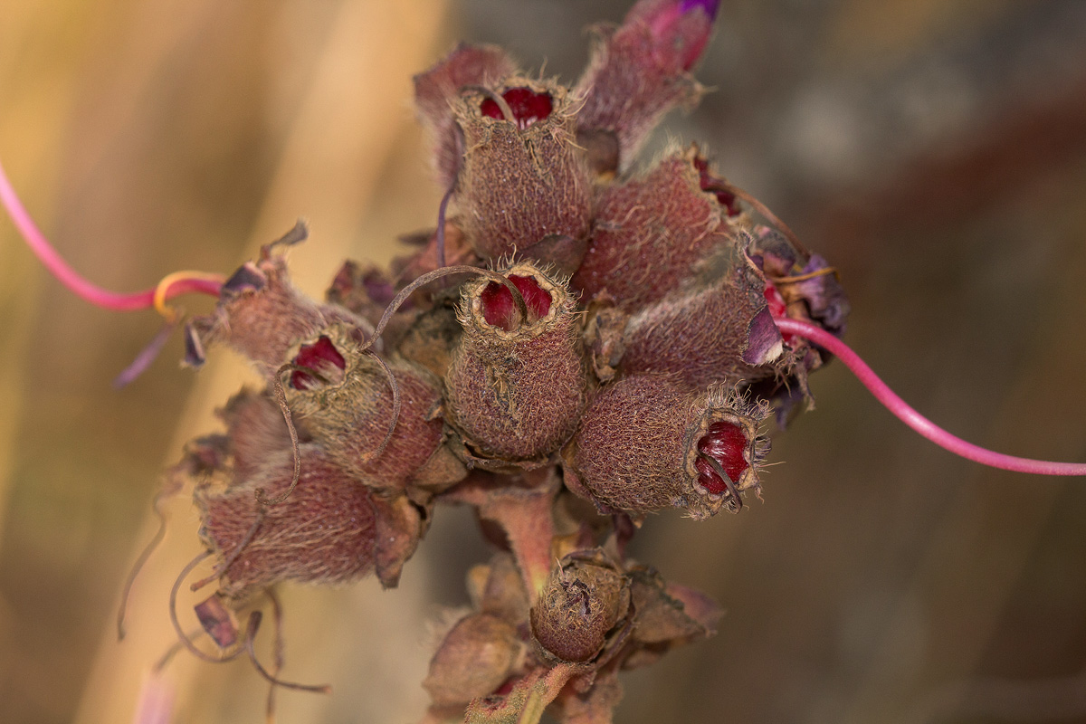 Dissotis princeps var. candolleana