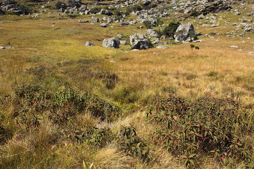 Dissotis pulchra
