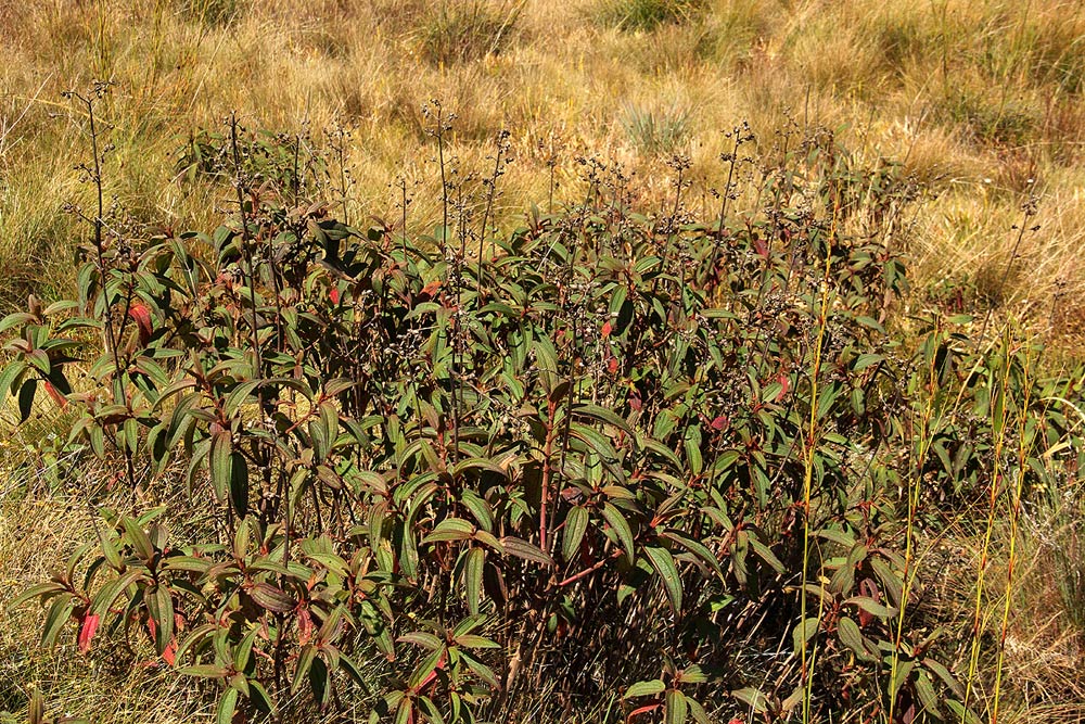 Dissotis pulchra