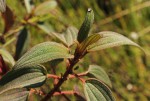Dissotis pulchra