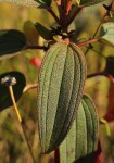 Dissotis pulchra