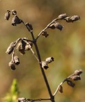 Dissotis pulchra