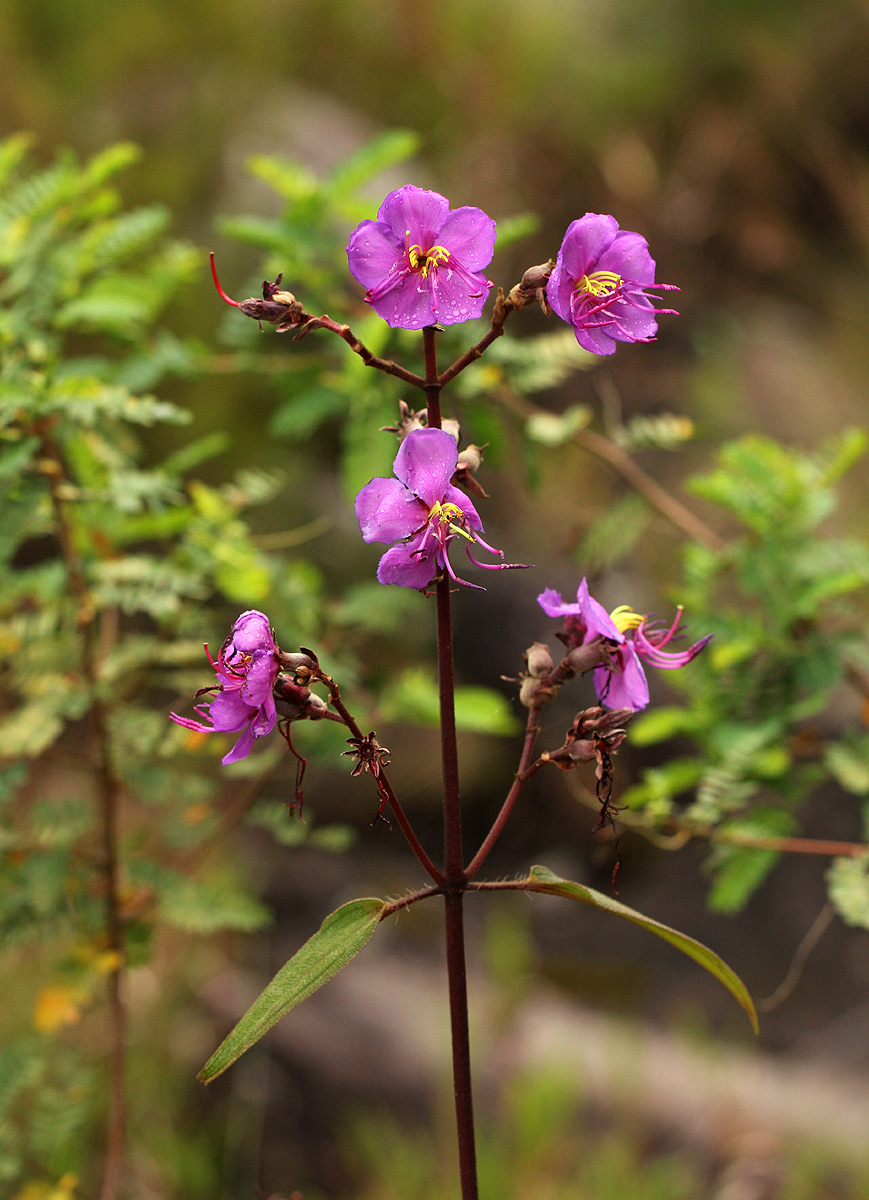 Dissotis pulchra