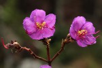 Dissotis pulchra