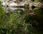 Heterotis prostrata
