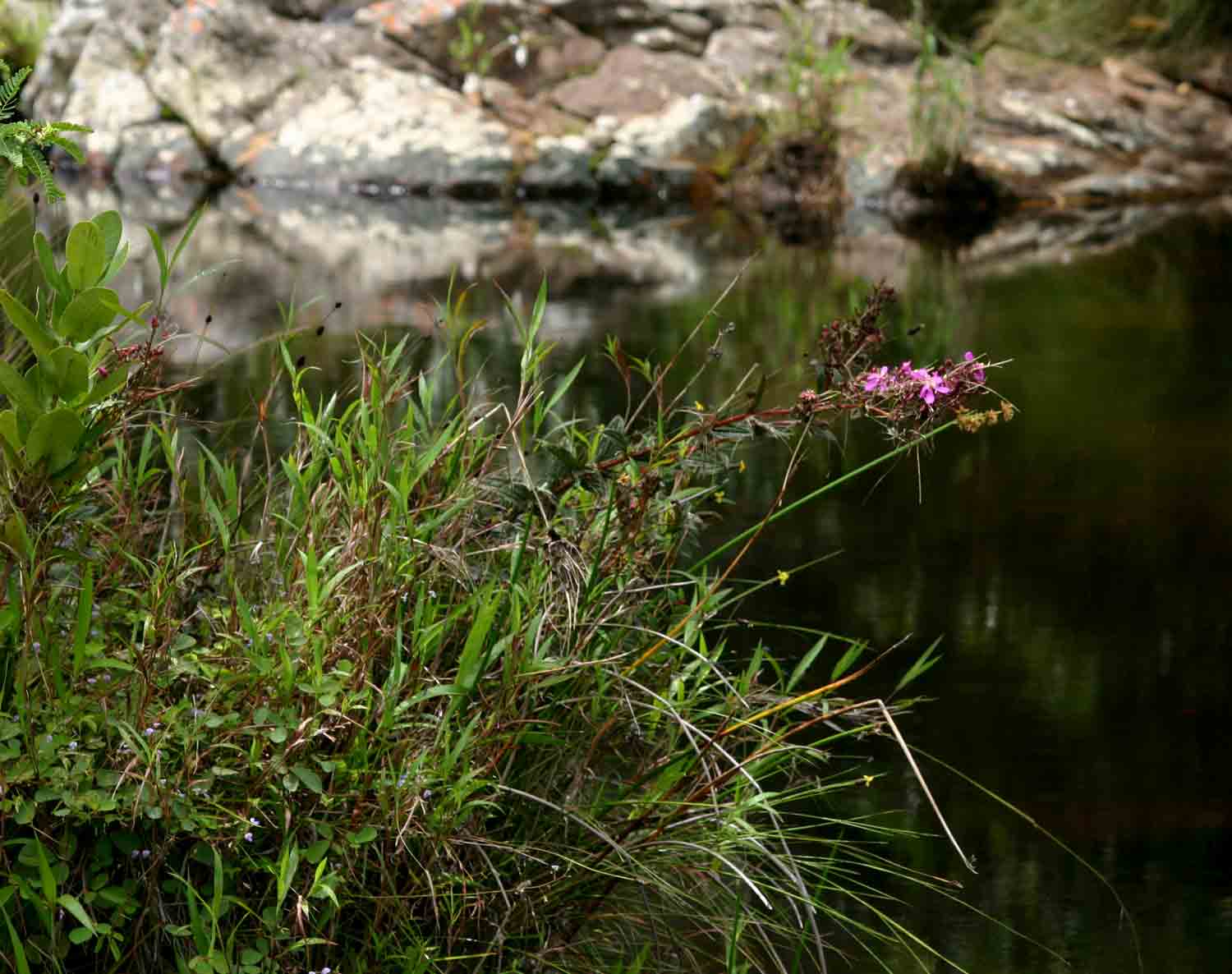 Heterotis prostrata