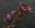 Heterotis prostrata
