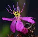Heterotis prostrata