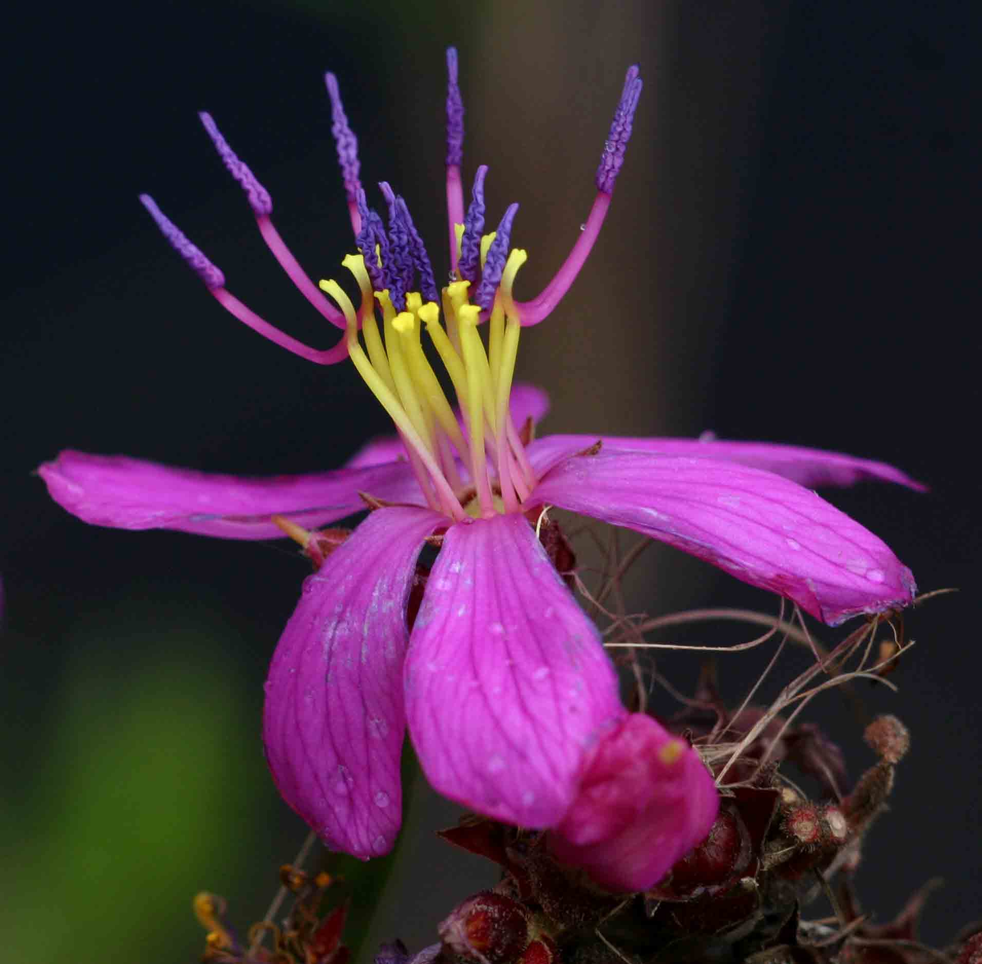 Heterotis prostrata