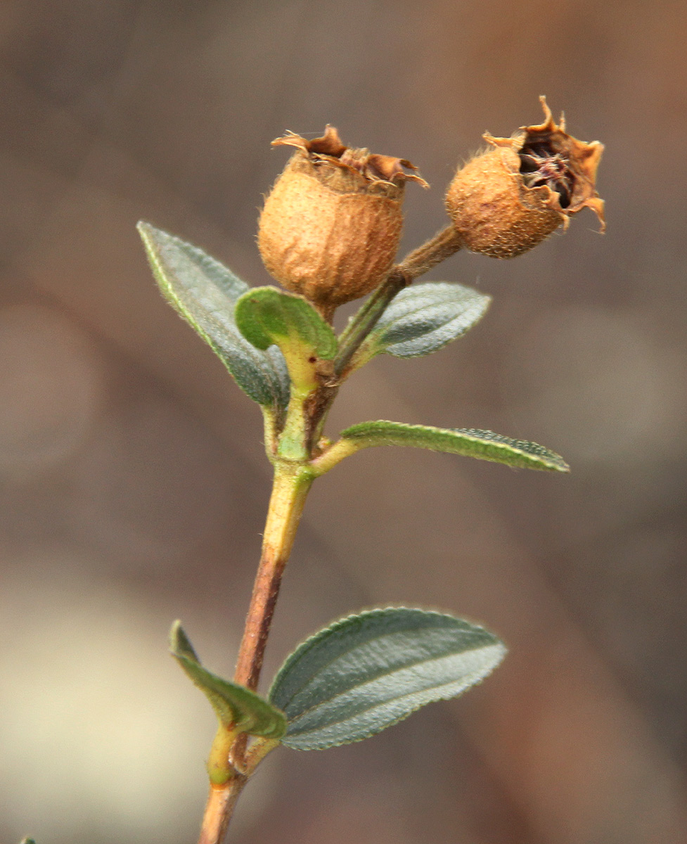 Dissotis swynnertonii