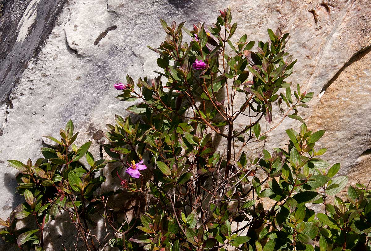 Dissotis swynnertonii