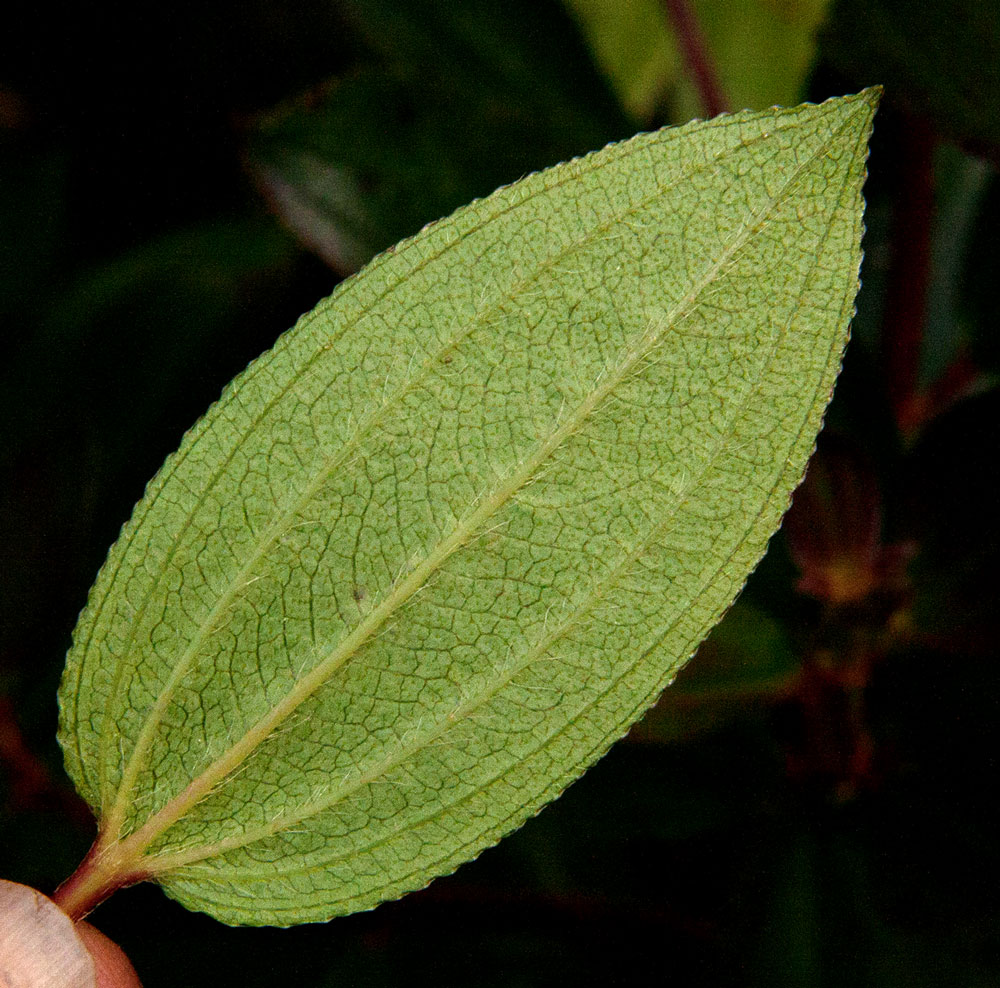 Dissotis swynnertonii