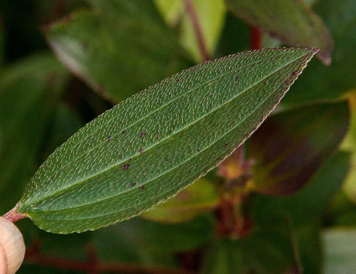 Dissotis swynnertonii
